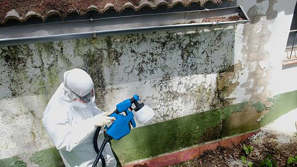 Top rated local Mold Inspection specialists in Mohrsville, PA